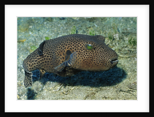 Star Puffer by Anonymous