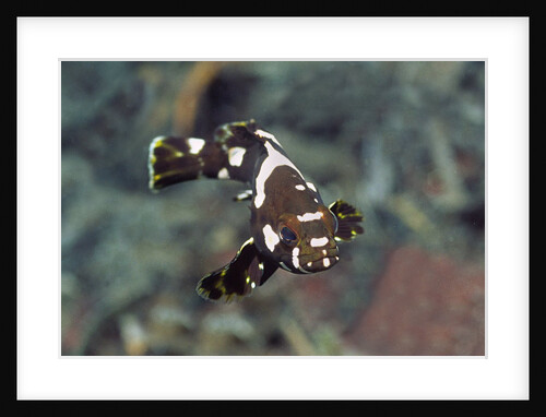 Juvenile Oriental Sweetlips by Anonymous