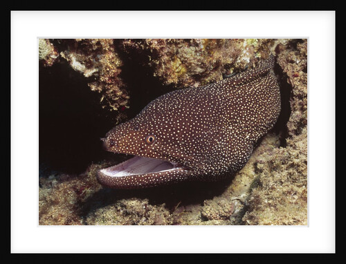Whitemouth Moray Eel by Anonymous