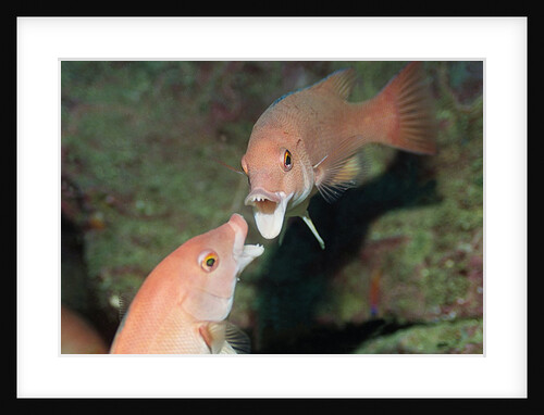 California Sheephead fighting by Anonymous