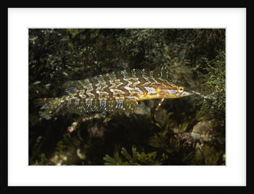 Giant Kelpfish by Anonymous