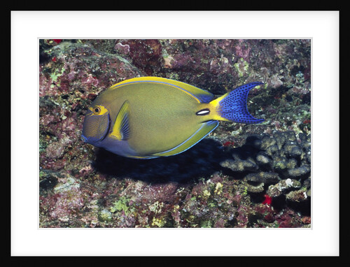 Eyestripe Surgeonfish by Anonymous