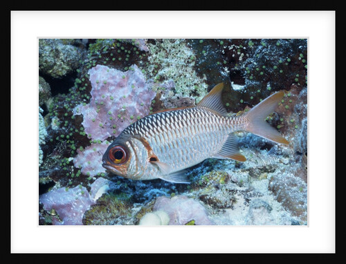 Splendid Squirrelfish by Anonymous