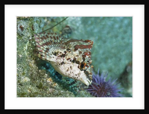 Painted Greenling closeup by Anonymous