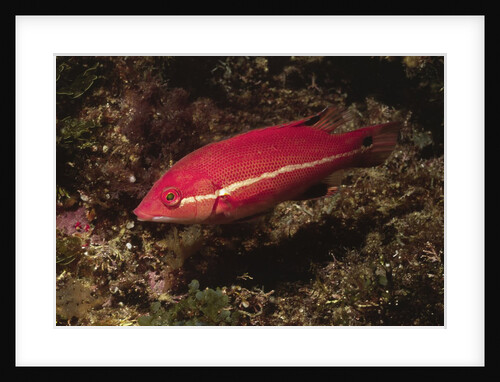 Juvenile California Sheephead by Anonymous