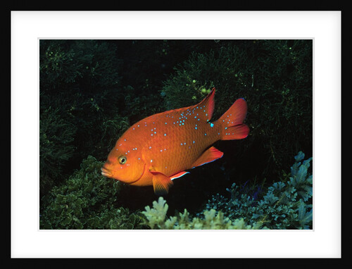 Juvenile Garabaldi by Anonymous