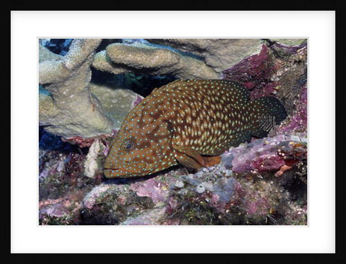Bluespotted Grouper by Anonymous