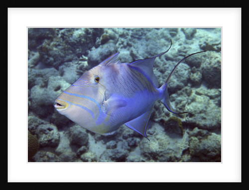 Queen Triggerfish by Anonymous