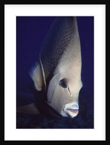 Gray Angelfish closeup by Anonymous