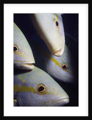 Closeup of Yellowtail Snappers by Anonymous