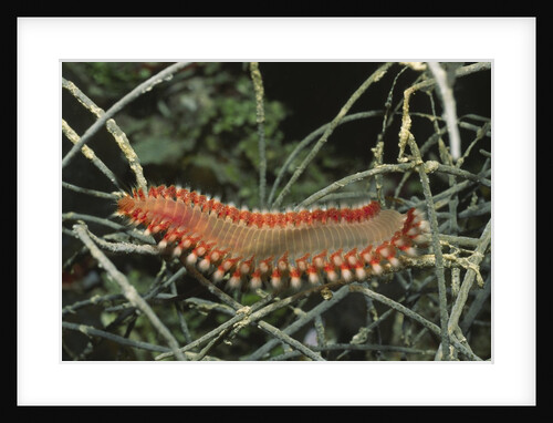 Fireworm by Anonymous