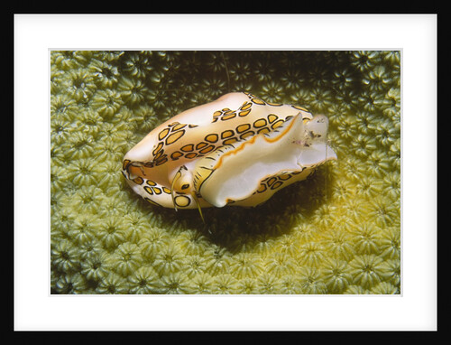 Flamingo Tongue Cowrie by Anonymous
