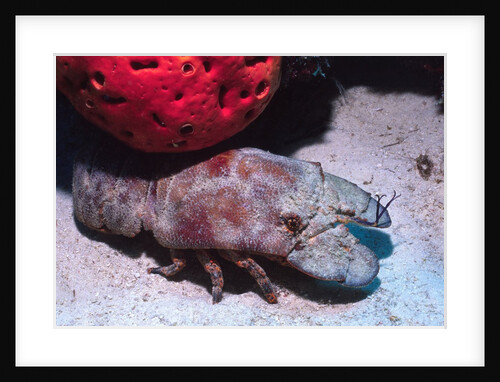 Ridged Slipper Lobster by Anonymous