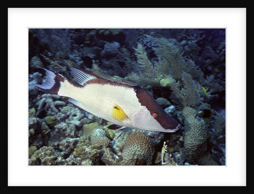 Hogfish by Anonymous