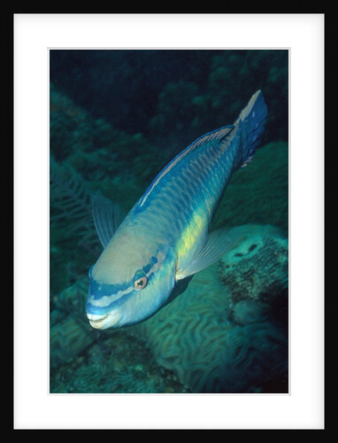 Princess Parrotfish by Anonymous