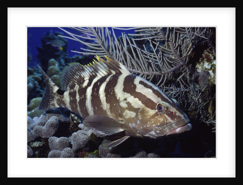 Nassau Grouper by Anonymous