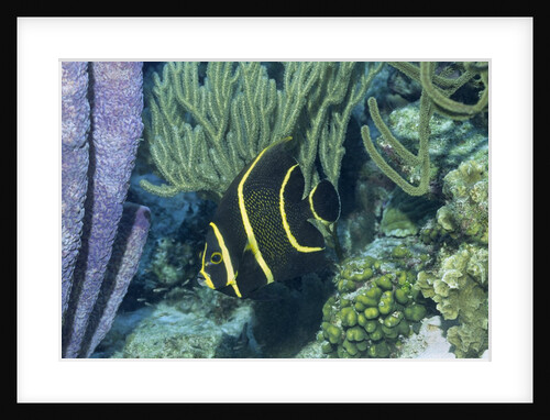 Juvenile French Angelfish by Anonymous