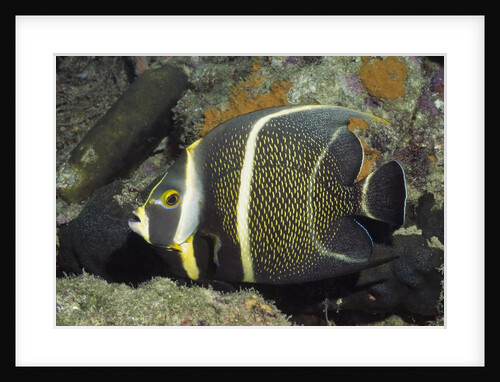 Intermediate form French Angelfish by Anonymous