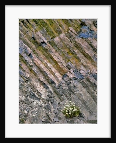 Flowers on basalt wall by Anonymous