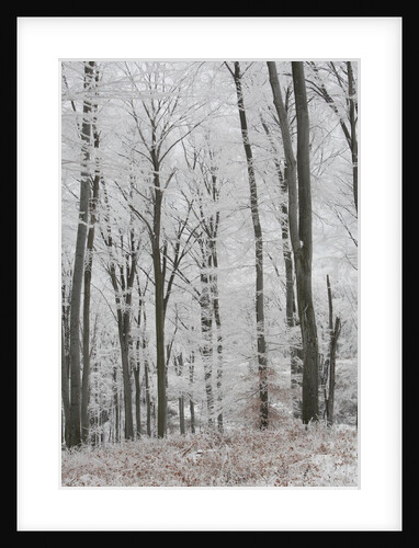 Frost covering a deciduous forest in Hungary by Anonymous