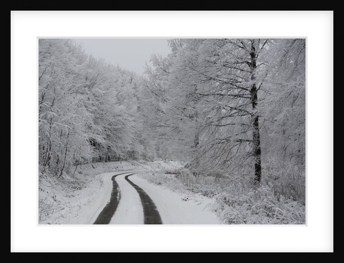 Asphalt road crossing a forest covered with frost in Hungary by Anonymous
