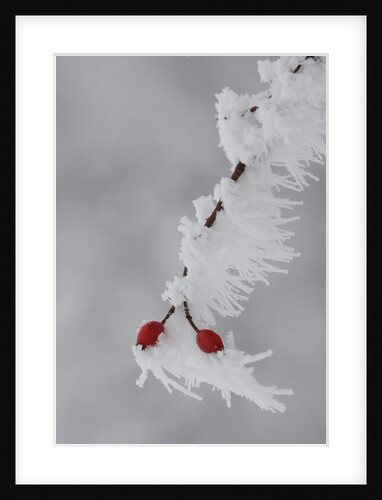 Frost on a twig of dog rose by Anonymous