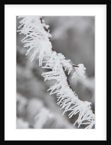A twig covered with frost in Hungary by Anonymous