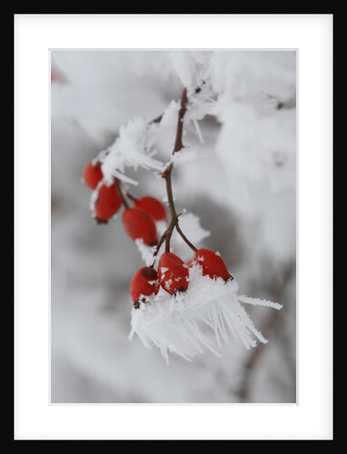 Frost on a twig of dog rose by Anonymous