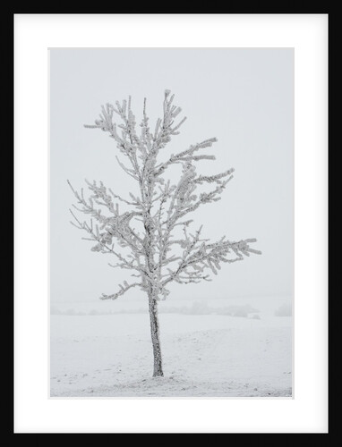 A solitary tree covered with frost in Hungary by Anonymous