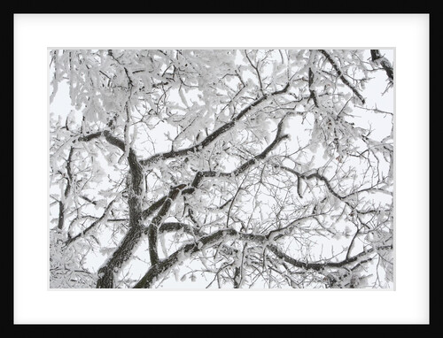 A tree covered with frost from bellow in Hungary by Anonymous