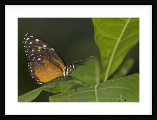 A tropical butterfly perching on a leaf by Anonymous