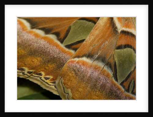 Details of the wings of Atlas moth, which is the largest moth in the world by Anonymous
