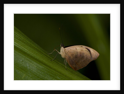 A tropical butterfly perching on a leaf by Anonymous