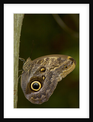 Tropical butterfly resting on a branch. by Anonymous