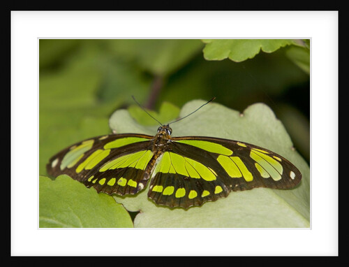 A tropical butterfly perching on a leaf by Anonymous