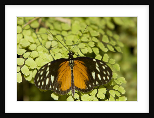 A tropical butterfly rests on a fern leaf by Anonymous