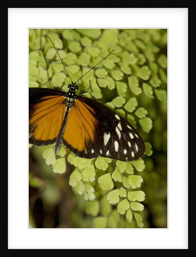 A tropical butterfly rests on a fern leaf by Anonymous