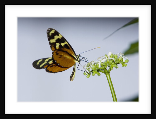 A tropical butterfly sucking nectar from a white flower by Anonymous