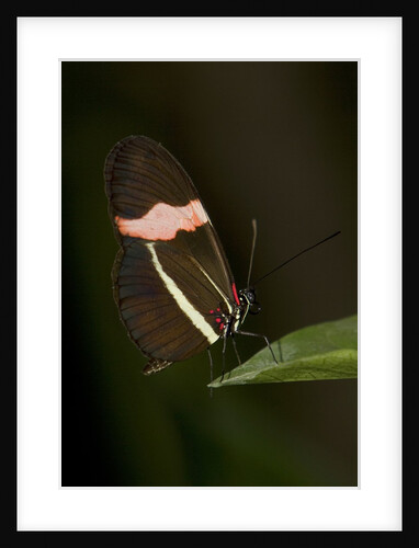 A tropical butterfly perching on a leaf by Anonymous