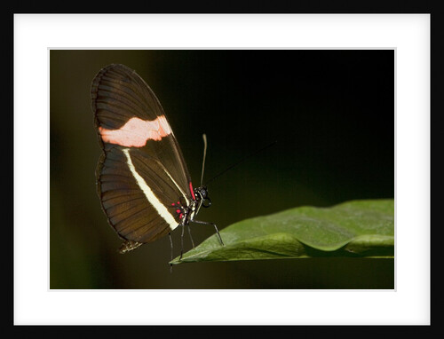 A tropical butterfly perching on a leaf by Anonymous