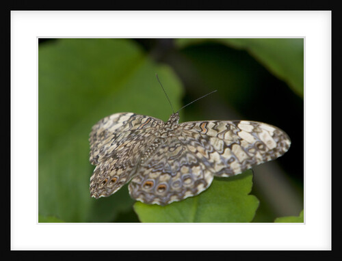 A tropical butterfly perching on a leaf by Anonymous