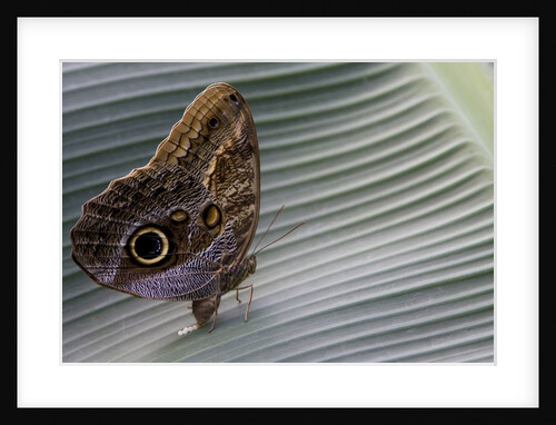 A tropical butterfly laying eggs on a banana leaf. by Anonymous