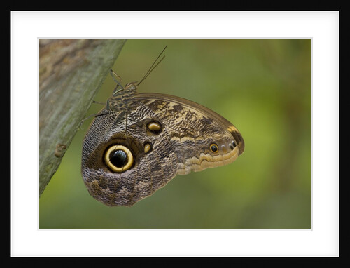 Tropical butterfly resting on a branch. by Anonymous