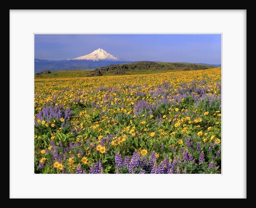 Mt. Hood with wildflowers by Anonymous