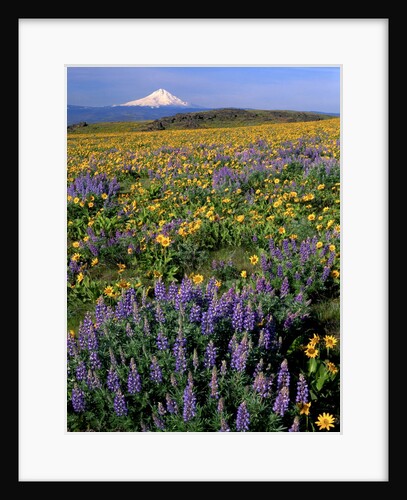 Mt. Hood with wildflowers by Anonymous
