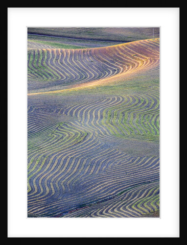 First light on freshly swathed Pea fields by Anonymous