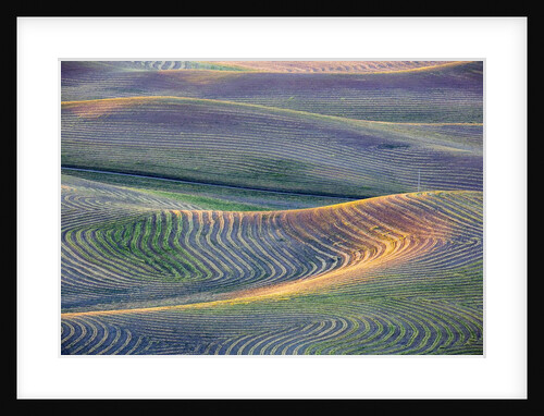 First light on freshly swathed Pea fields by Anonymous