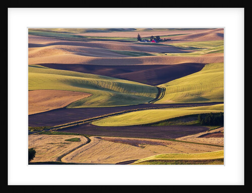 Crops of Wheat and Peas nearing Harvest by Anonymous