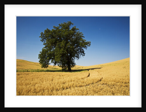 Lone Tree in Harvest Wheat Field by Anonymous