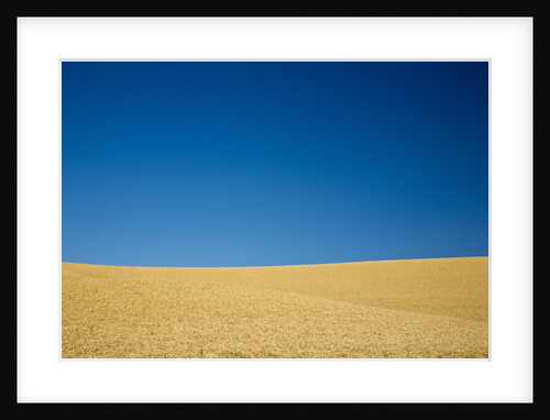Wheat Field Ready for Harvest with Blue Sky by Anonymous